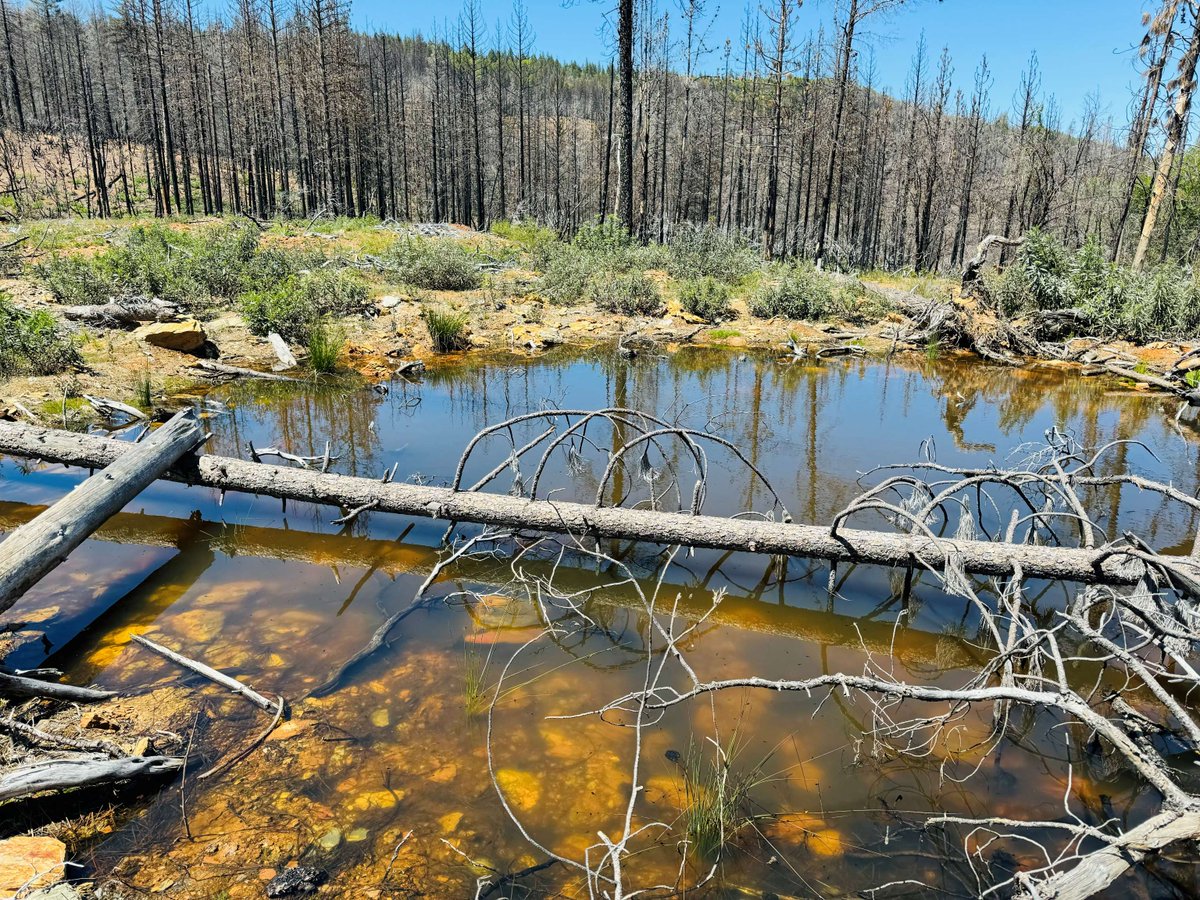 In 2021, USFS and volunteers built wetlands near Foresthill, California. After the 2022 Mosquito fire, no one knew if frogs would move in... Recently, 2 California red-legged frogs were observed living in the wetlands! 

🤞 for signs of 🐸 reproduction: large egg masses!

📷USFS