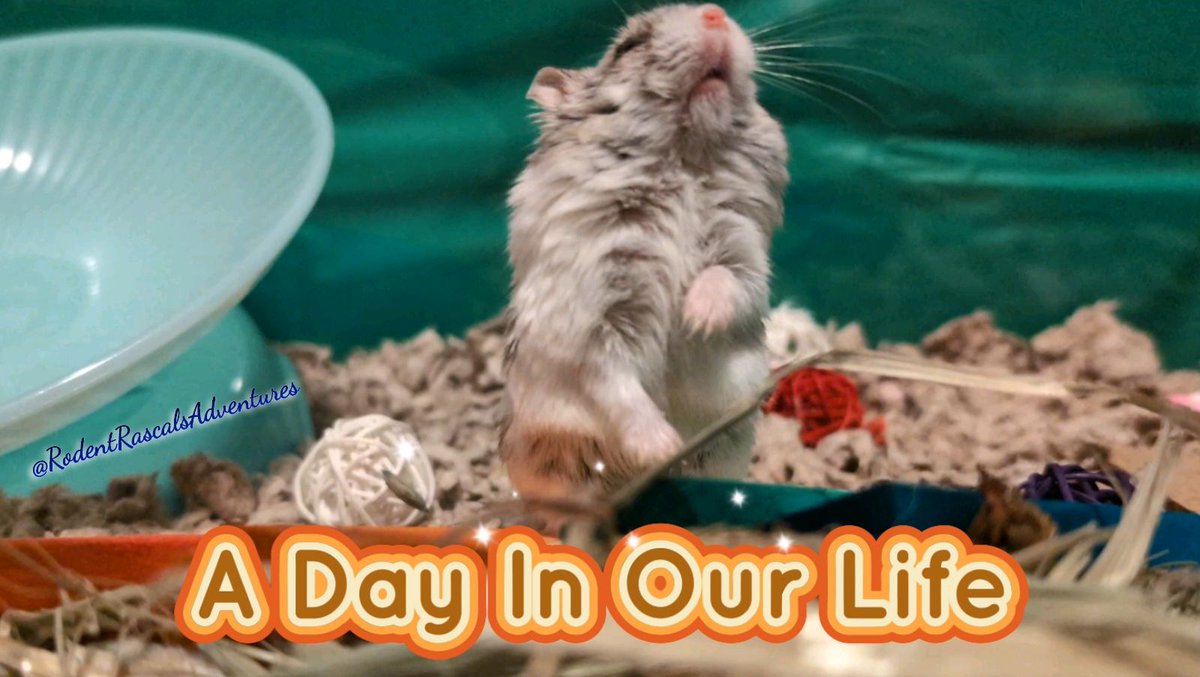 🐹☀️ #HamsterDaily Ever wonder what a Hammie's life is like?? Mr. Hamster would love to share MORE with you!! Join him now on our YouTube Channel.. Much MORE on the way.. #hamster #cute #pet #hamsterlife #hamsterlovers #smallpet
❤️🐹🐽🐀💻⬇️
#RodentRascalsAdventures