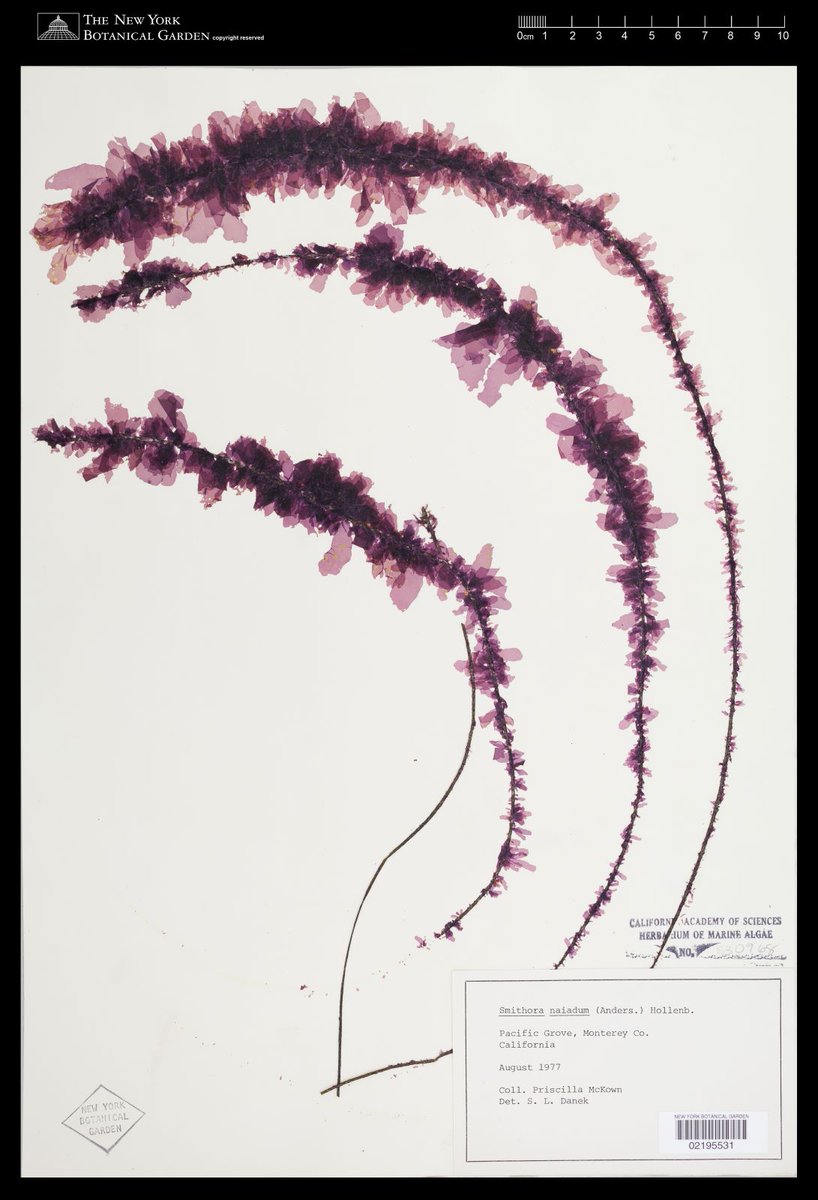 Did you know that NYBG's Steere Herbarium has one of the best collections of #algae in the world? In fact, our 130,896 specimens of algae include more than 10,000 species, and weigh as much as 1.5 bull African Elephants! #NYBGscience