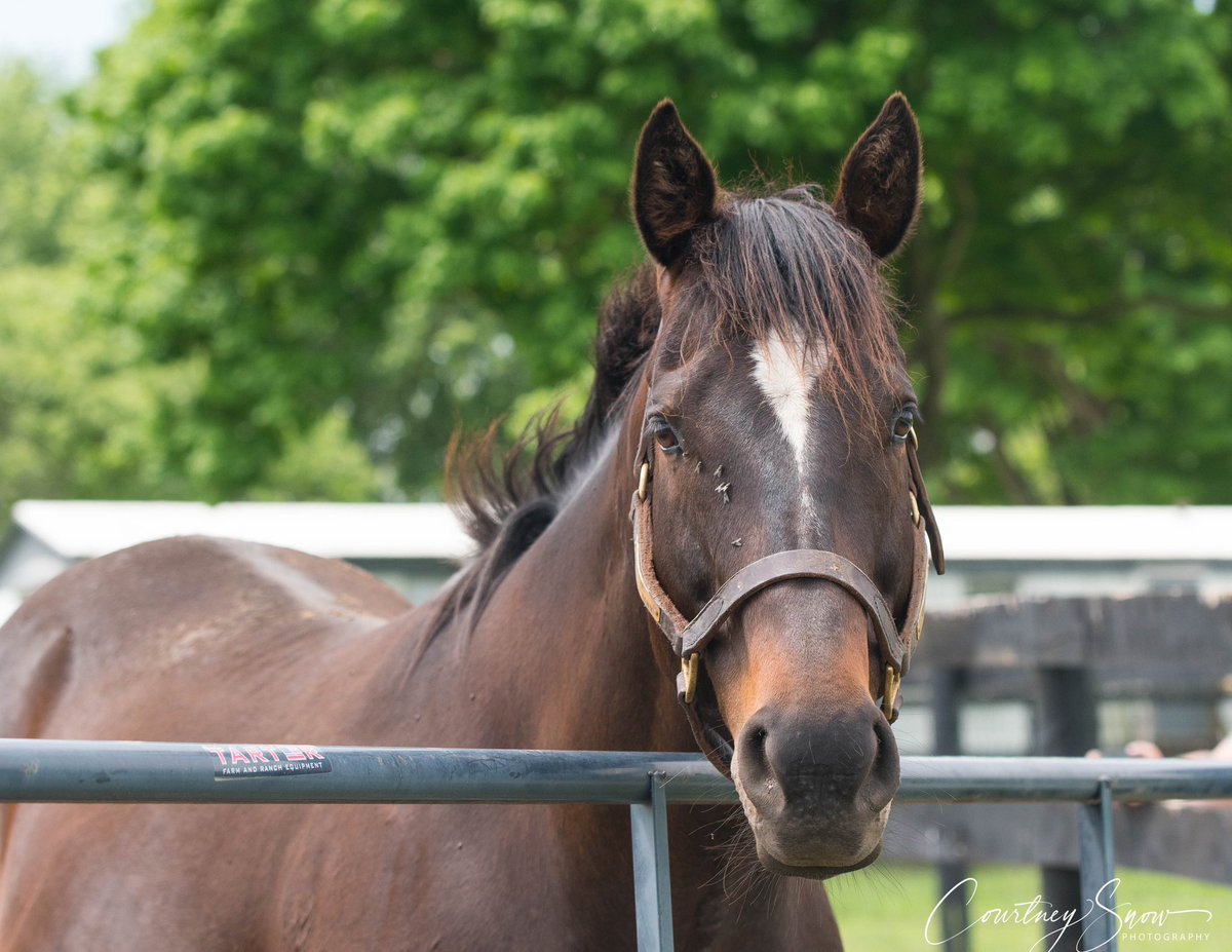 Also new to Old Friends is pensioned Airdrie Stud stallion McCraken (now gelded) and recently retired Multiple Graded Stakes winner C Z Rocket.