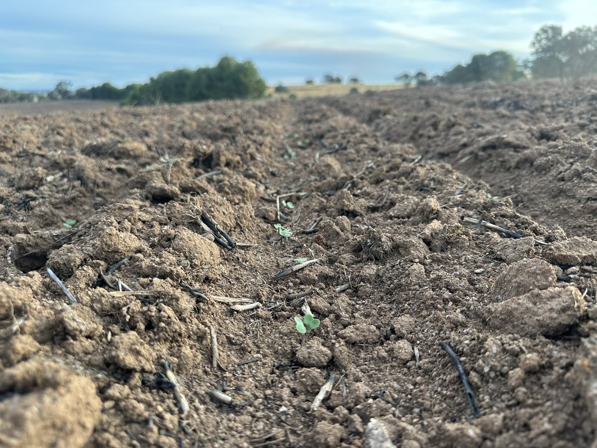 RGT Capacity Canola having a picture perfect start to the season from a 29/4 sowing at Maimuru. 
#Canola24
#GrowmoreAg