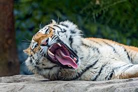 #ThingsMomsMightSay 'you are the reason why tigers have been known to eat their own young' not kidding- she even said this to me yesterday!😆❤️