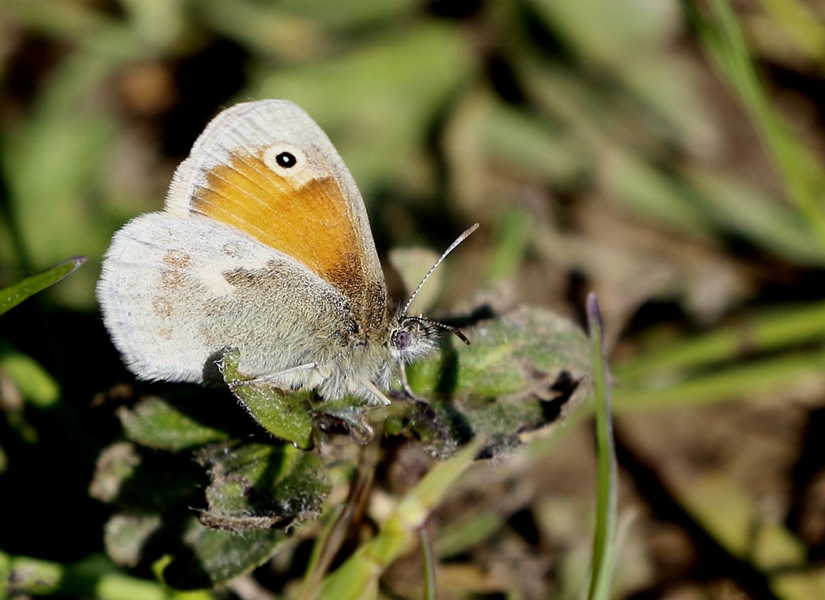 I have had a great afternoon today particularly with Butterflies! This is a Small Heath (Coenonympha pamphilus) in the grass. First one Iv'e seen this year! Enjoy! @Natures_Voice @NatureUK @Britnatureguide @KentWildlife @savebutterflies
