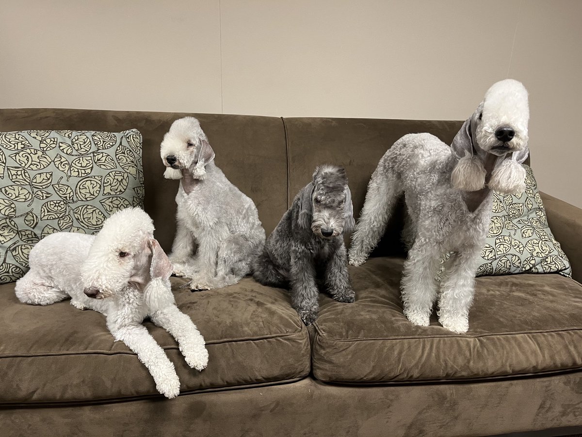 Getting ready for the 148th ⁦@WKCDOGS⁩ #bestinshow with a photo shoot! #bedlingtonterriers