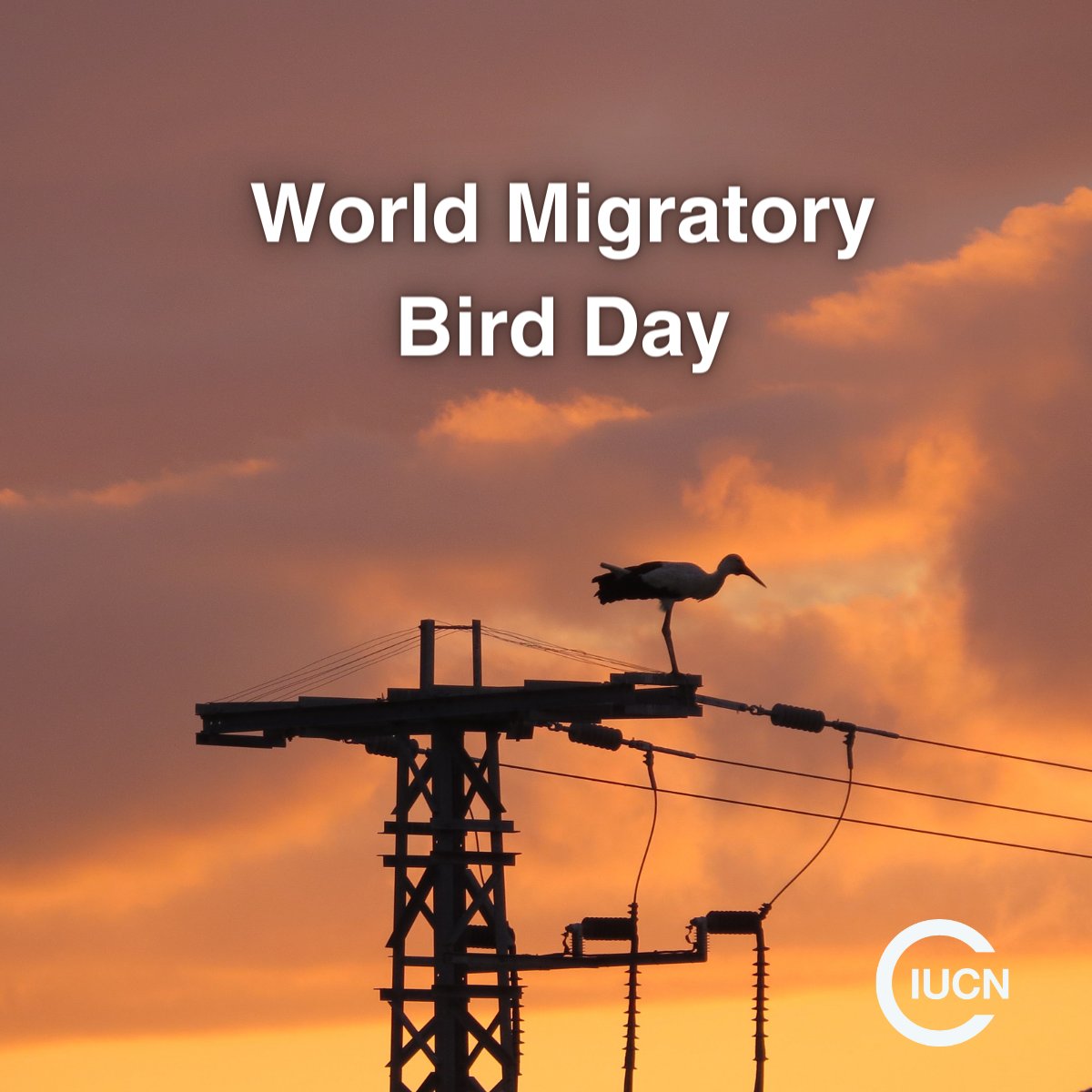 ⚡️ Electrical lines threaten migratory birds. Since 2015, IUCN-Med has been mitigating the threat to birds in the Mediterranean, focusing on collision and electrocution risks. Learn more about our efforts: portals.iucn.org/library/sites/… #WorldMigratoryBirdDay #Conservation