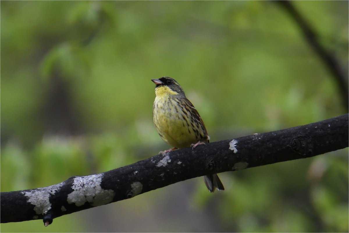 #アオジ #野鳥 #探鳥 #野鳥撮影 #野鳥観察 #身近な野鳥 #birdwatching
#Hokkaido