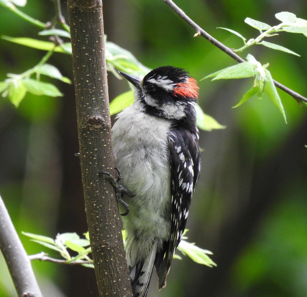 A Downy Woodpecker in Prospect Park. @BirdBrklyn