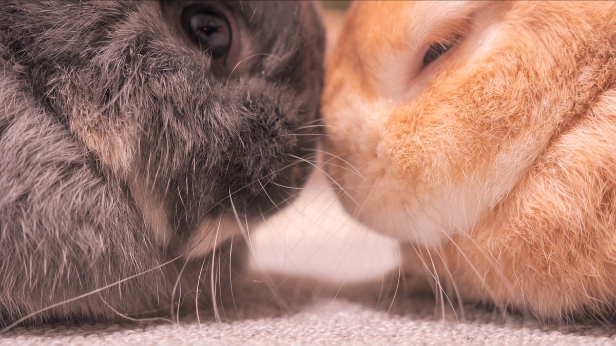 今後の「密」について熱い議論を交わすムギとミミ🐰 #うさぎ　#bunny　 #うさぎの麦ちゃんねる