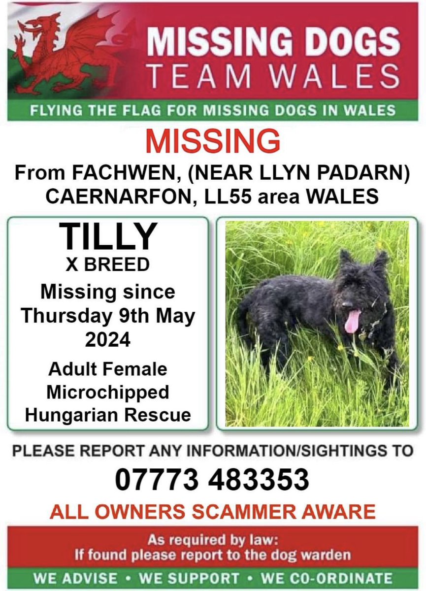 🔺NERVOUS HUNGARIAN RESCUE, PLEASE DO NOT CALL OR CHASE, SCARED OF MALES, FRIENDLY WITH FEMALES 🔺 ❗TILLY, MISSING FROM #FACHWEN, (NEAR #LLYNPADARN), #CAERNARFON, #LL55 area #WALES ❗ ❗Missing since THURSDAY 9th MAY 2024. ❗SIGHTINGS TO NUMBER ON POSTER ONLY PLEASE ❗