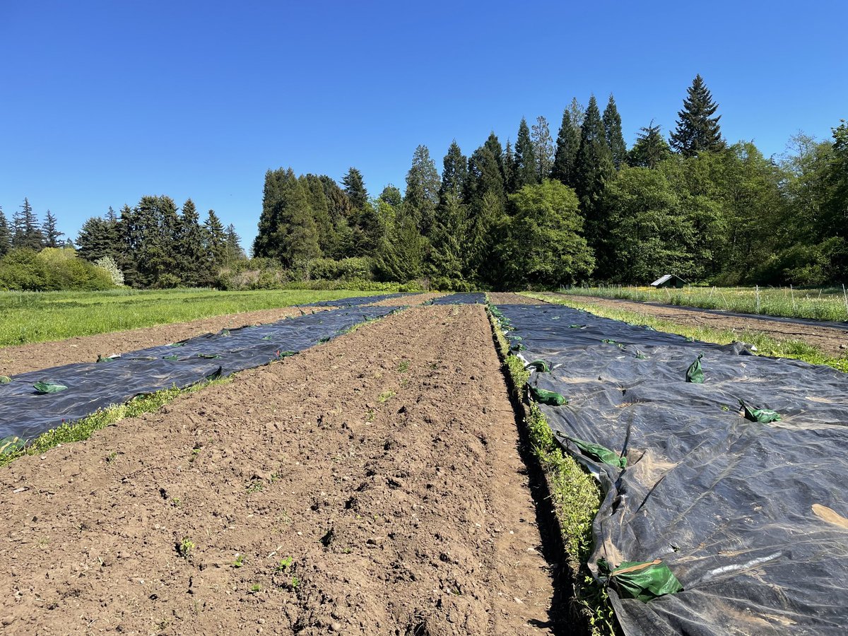 Our reduced tillage and crop rotation trial is now underway ⁦<a href="/ubcfarm/">Centre for Sustainable Food Systems at UBC Farm</a>⁩!  Nice work farm and research team!