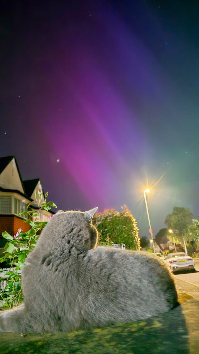 The cat watches the Northern Lights. #SouthLondon