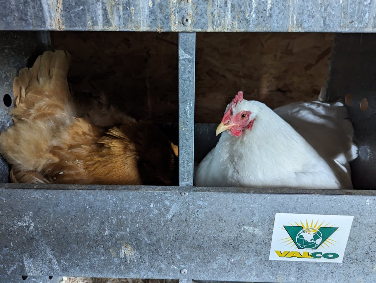 mmmadcccow's tweet photo. Start the 21 day timer. I've been wanting to add some blue/green egg layers back into my flock. I have 2 broody hens. I found a woman who lives a few miles down the road and she is selling hatching eggs. Off and incubating! 😁 #LifeWithChickens https://t.co/1pQwXEoSyi