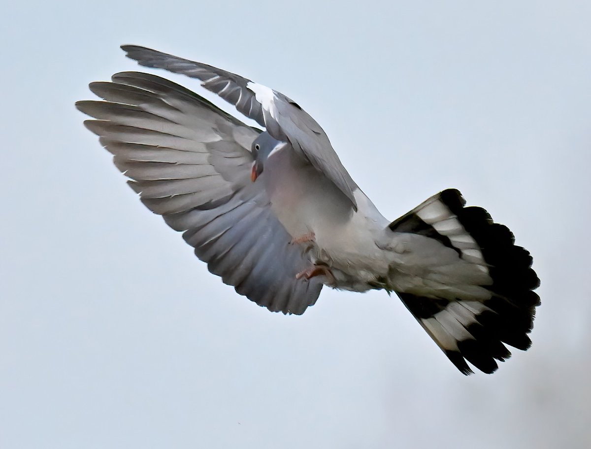 Surprised Woodpigeon.... 😁