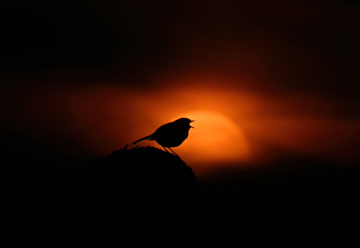 Robin singing to the setting sun...