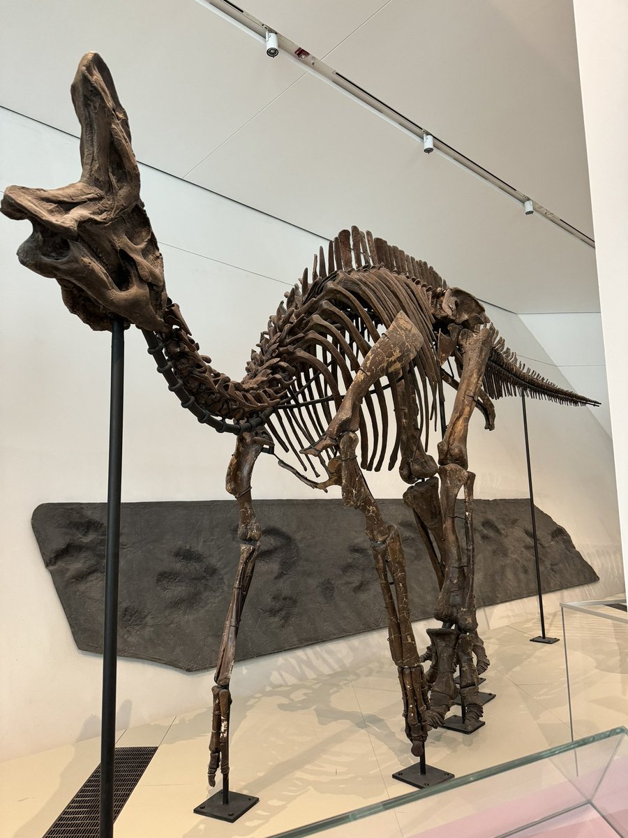 Lambeosaurus lambei for #FossilFriday 
#金曜日だから化石貼る #dinosaur #恐竜