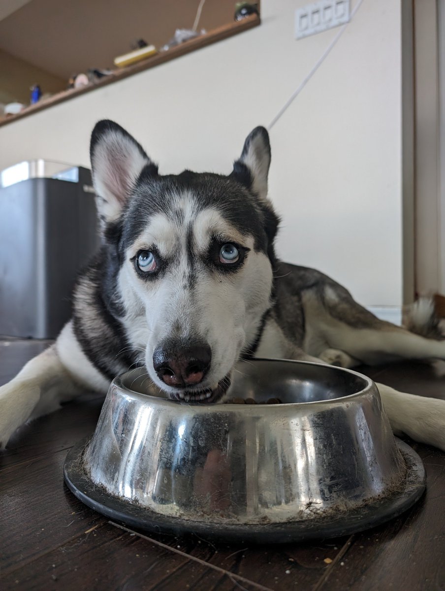 SophiesPosters's tweet photo. ๐บ Good' day Peeplz
I love my fam... And I love my #Performatrin PRIME Adult Salmon & Oatmeal Formula... I had tummy issues before using this food, but now I can play all day ๐ค
โข 4 Years now issues โ๏ธ https://t.co/0B9jC9qivh