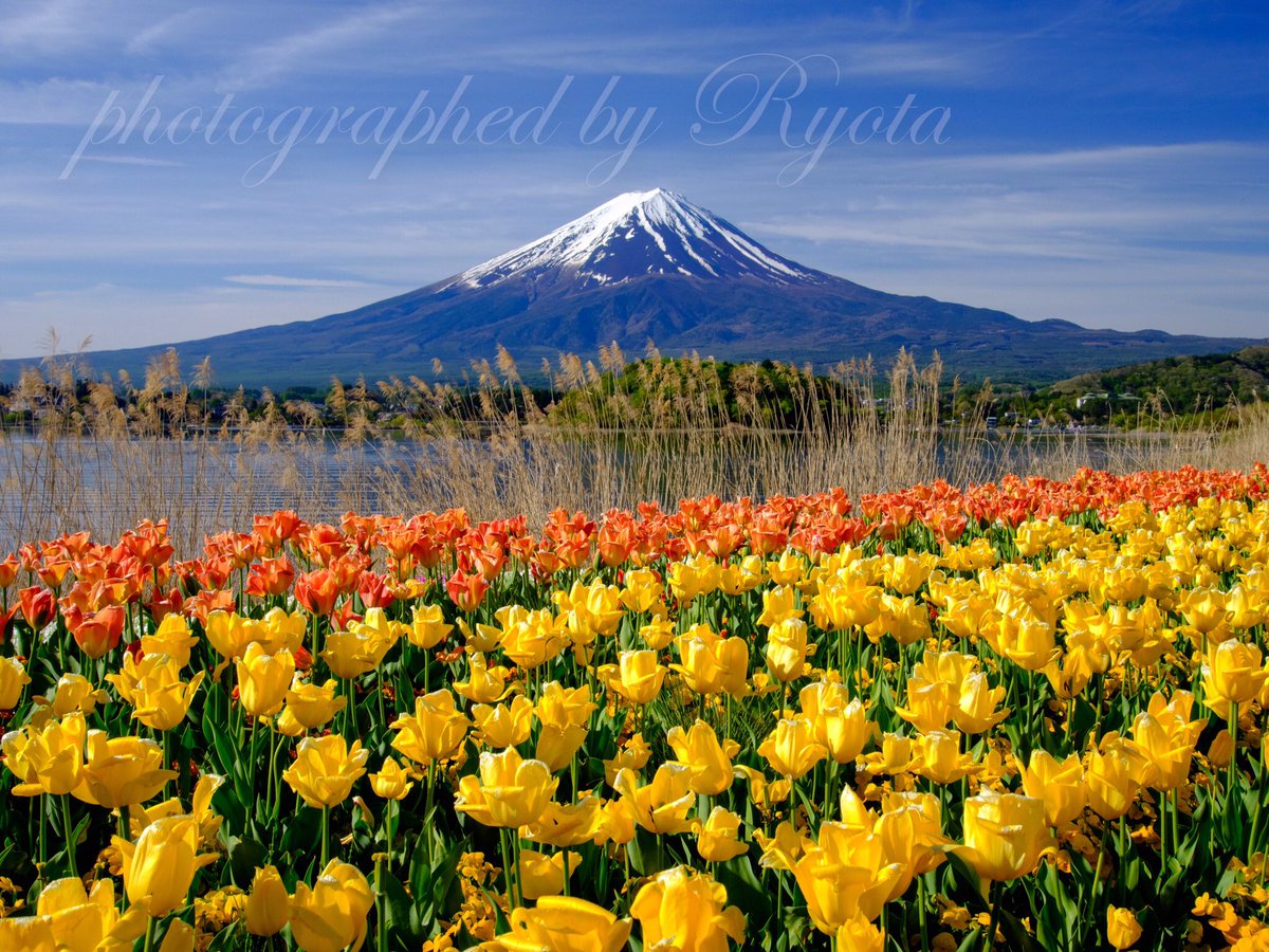 おはようございます🗻
チューリップと富士山の景色です。
今日は綺麗に富士山が見えています。
#富士山