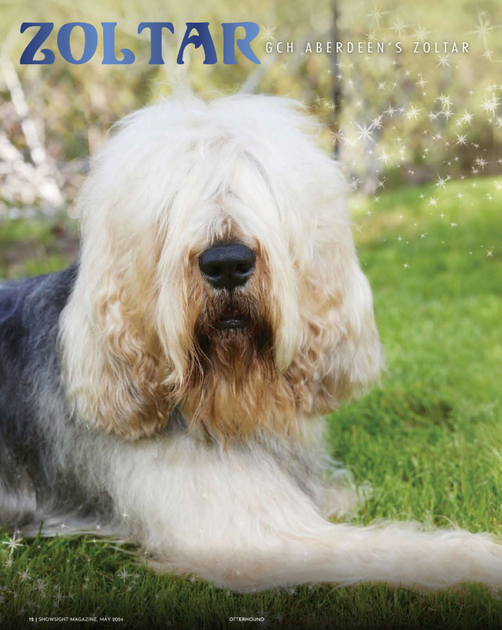 Showsight's tweet image. GCH ABERDEEN'S ZOLTAR

Zoltar⭐

Owners: Lydia Hearst, Chris Hardwick
Breeders: Andrea &amp;amp; Jack McIlwaine, Jason McIlwaine
Handlers: Jason McIlwaine, Heather Buehner

t.ly/MrOLC
Enjoy the Article: bit.ly/408GrZi

#otterhound #purebred #dogshow #showsightmag