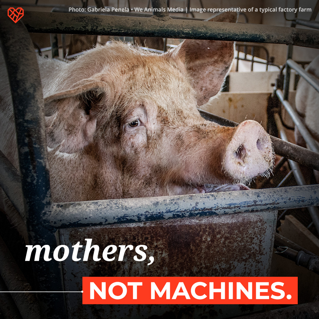 Year after year, a mother pig witnesses her babies mutilated and stolen away for slaughter—all while she's trapped behind bars, unable to protect them. The cycle of abuse must be broken. Take action: thl.link/3UIYR2l #MothersDay 📸 Gabriela Penela / @WeAnimals Media
