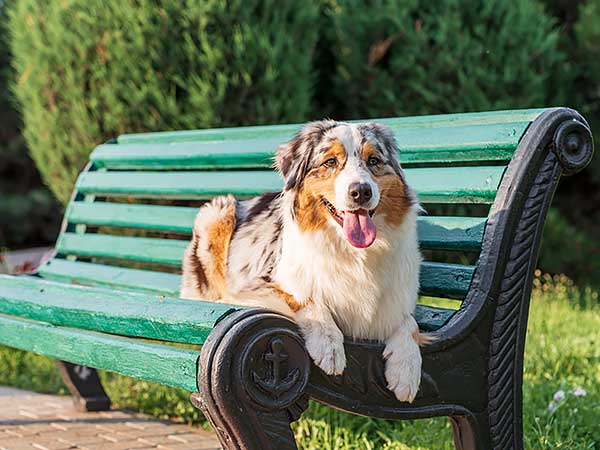 Don't Overlook Lung Disease in Dogs—Spot the Signs 🐾💖⚕
australian-shepherd-lovers.com/lung-disease-i…

#australianshepherd #aussie #dogs #doghealth #aussielovers