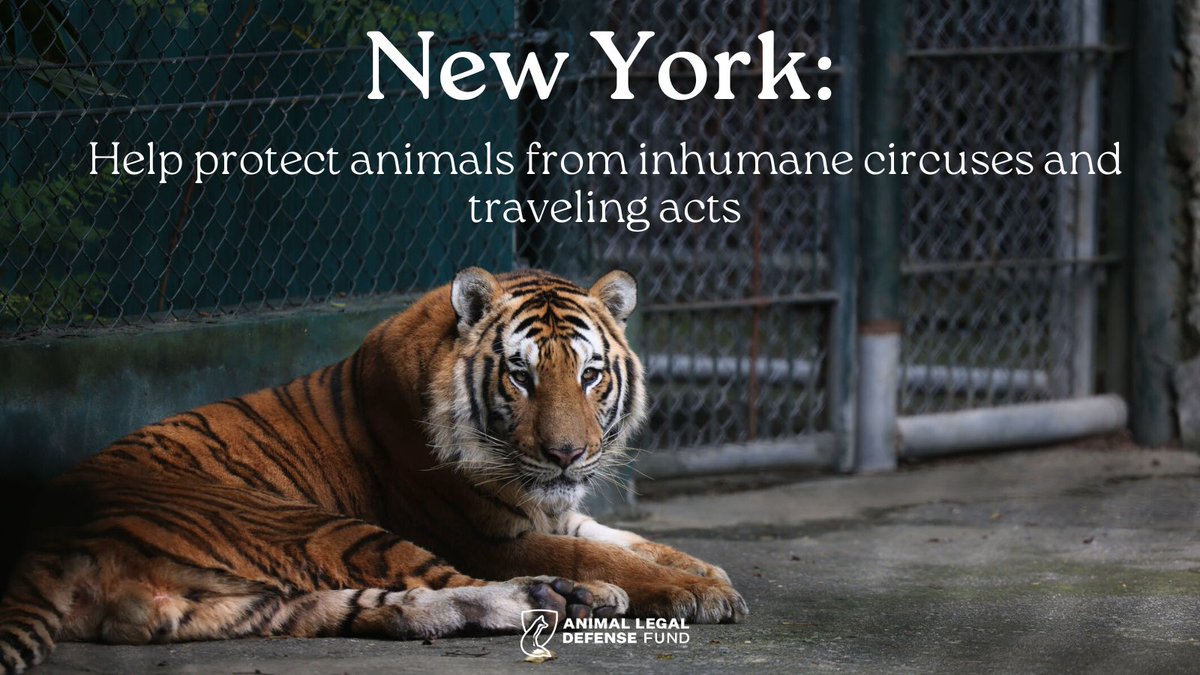 🚨NEW YORK: The NY legislature is considering A. 4005-A/S. 4363-A, which would ban the use of certain wild animals in circuses or traveling animal acts in the state, including big cats, bears, nonhuman primates, kangaroos, and wallabies. Take action➡️ aldf.org/article/new-yo…