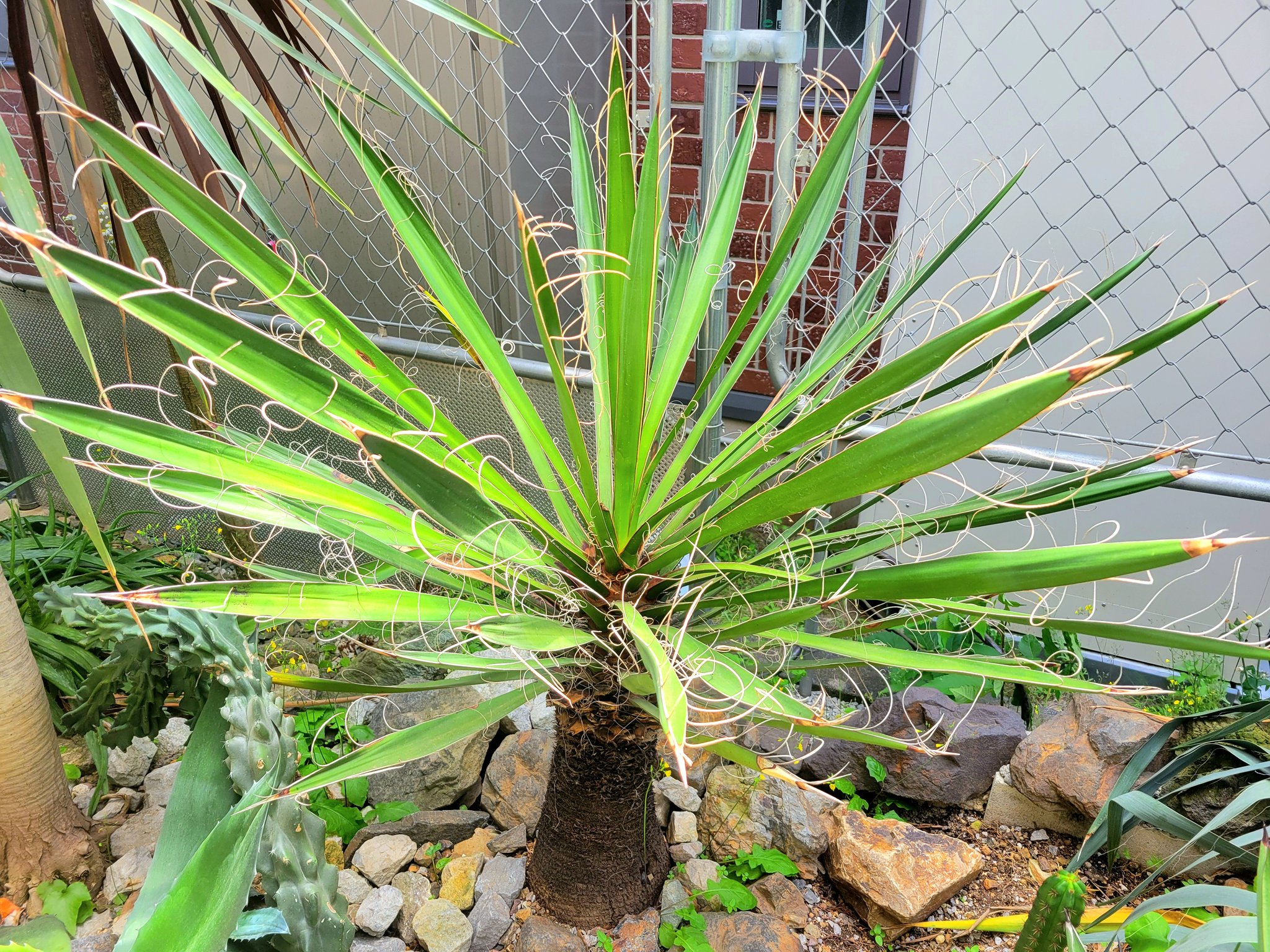 ユッカ - Search / X