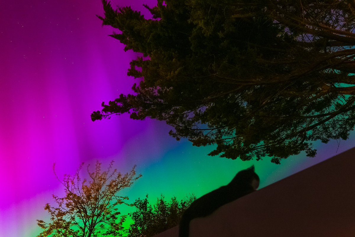 my cat just experienced the aurora borealis, one of the world's most radiant natural phenomena... and she doesn't care