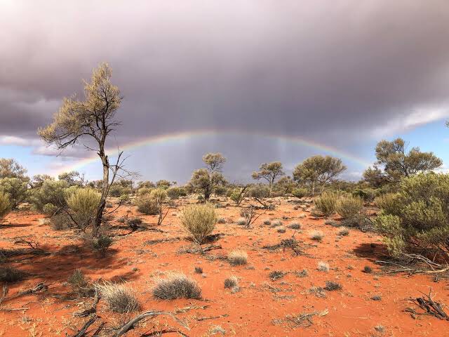 Richard McLellan / kaarnka (raven/crow - Martu) tweet media