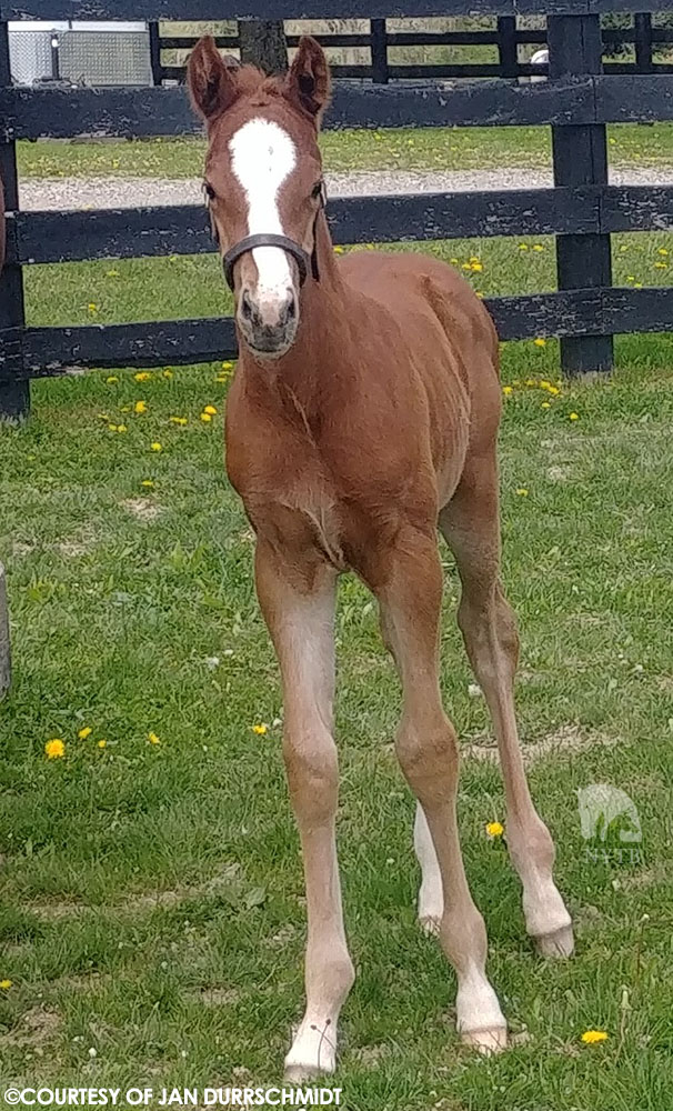 Can't let #foalFriday pass without sharing these two! Alexis LaClair's son of @rockridgestud's Al Khali is shown with dam Venus In Furs. @sequelnewyork's fellow #NYsire Freud is the sire of the 2nd #NYbred pictured, a daughter of SW My Jopia bred by Rosenthal & Galloping Grocer.