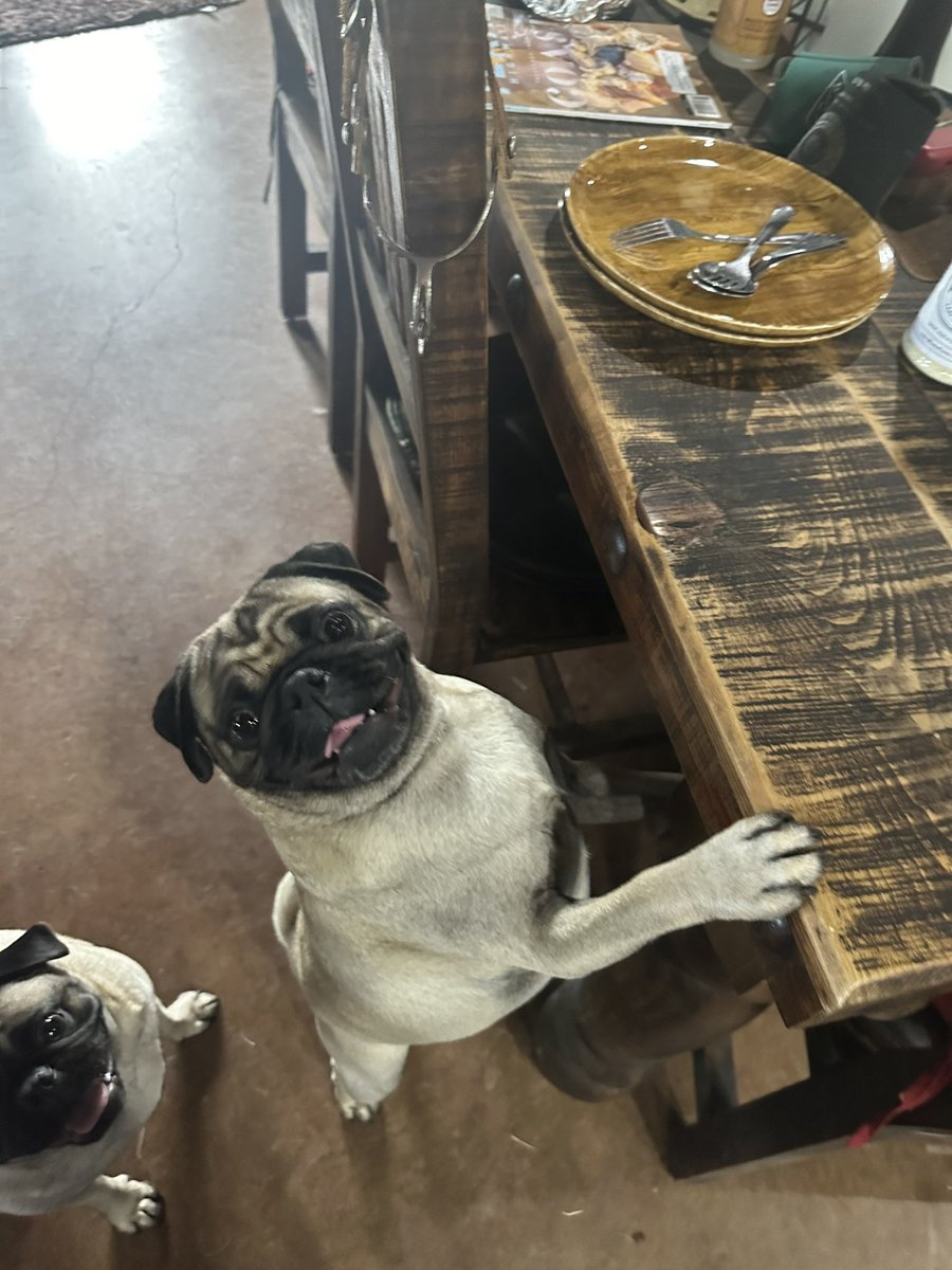 #HowdeeThePug’s face when I get the dinner plates out of the cupboard 😂