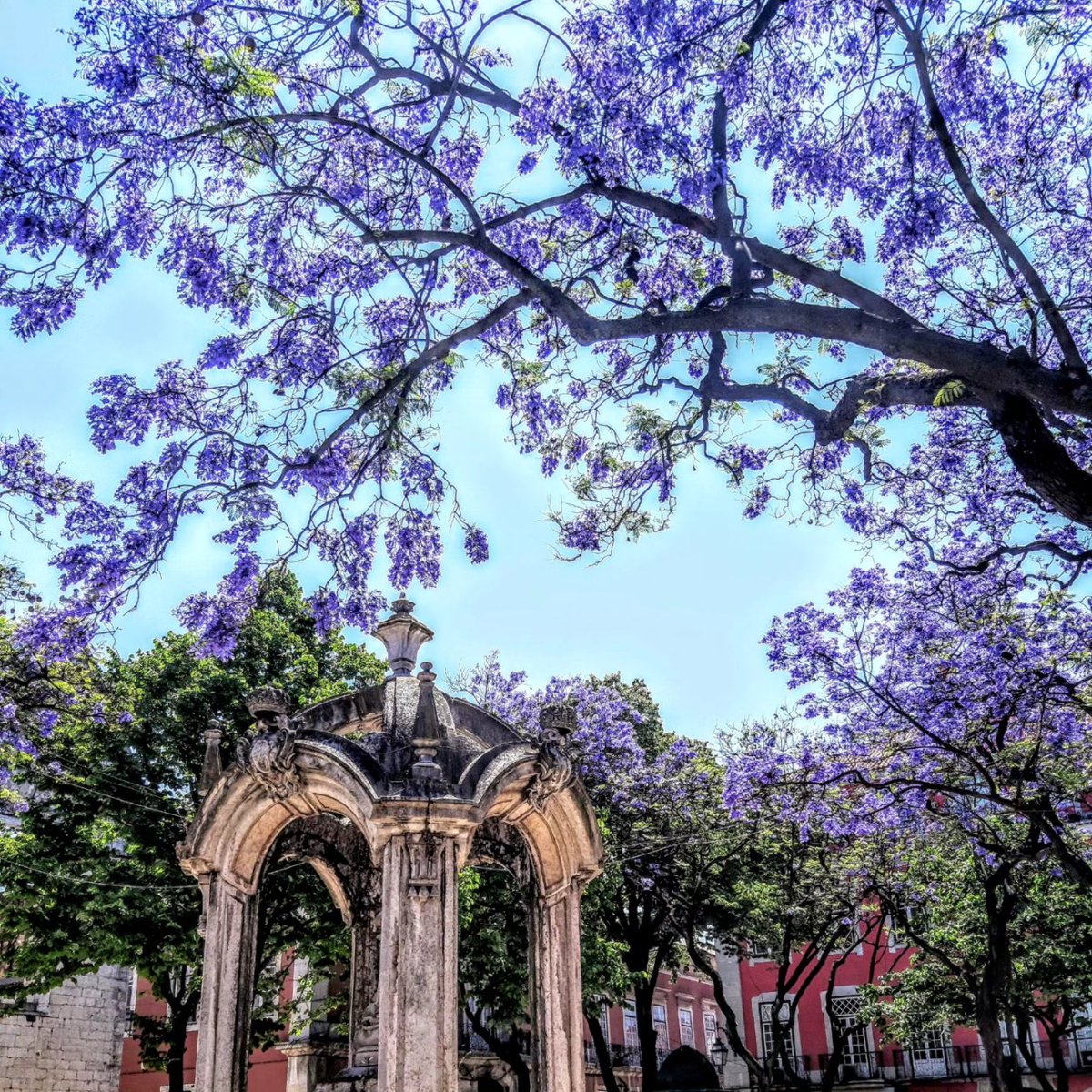 👉 Summer is coming
Being one of Lisbon’s most emblematic trees, the jacarandas cover the city with their electric purple flowers in May and June, announcing the Summer! 

#JacarandaSeason #LisboninBlossom #Lisbon #Portugal #PrivateTour #LisbonTailoredTours #LisbonwithPats