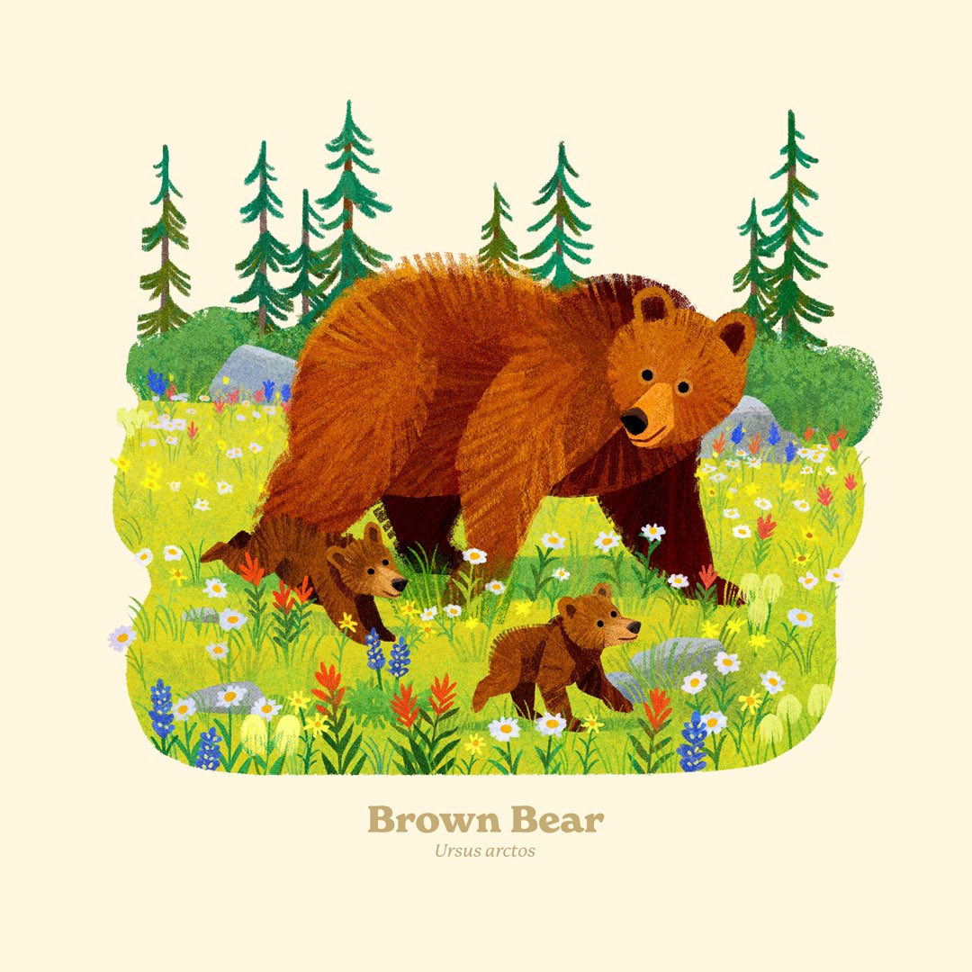 A standing brown bear can be up to 9 feet tall! Artwork from our <a href="/NatlParkService/">National Park Service</a> Animal Alphabet Print Series made with <a href="/Kimdraws/">Kim Smith</a>! #59ps #ourparks #NationalParks