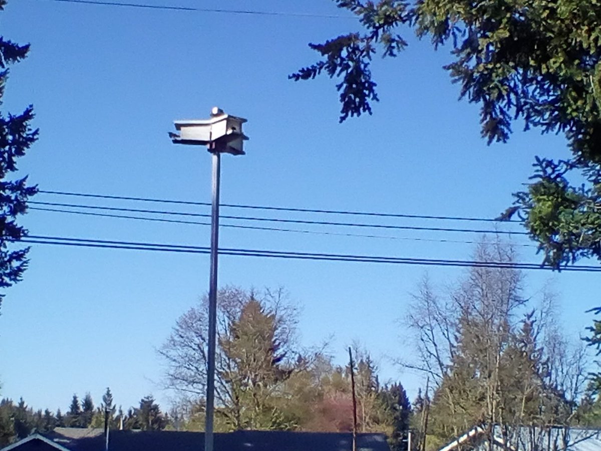 Here's my birdhouses with then blue-ish moma tree swallow sitting on the deck ...
