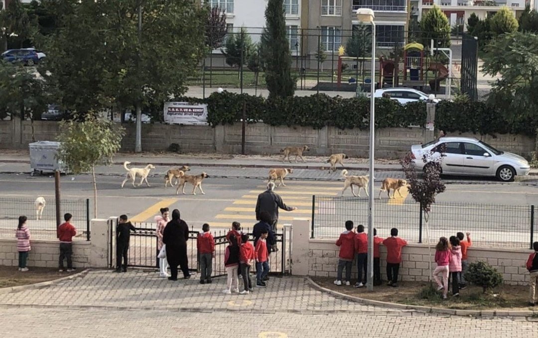 Yüzlerce Millet VEKİLİ var, biri de mecliste eline bu fotoğrafı alıp 'bu nedir allah aşkına, böyle ülke mi olur!' demiyor. Kimin vekili bunlar. Neyi temsil ediyorlar? Çocukların sokaklarda koşamadığı ülkeye ÜLKE mi denir Hapishane mi ? @devrimkocak @GuvenliSokaklar #KöpekTerörü