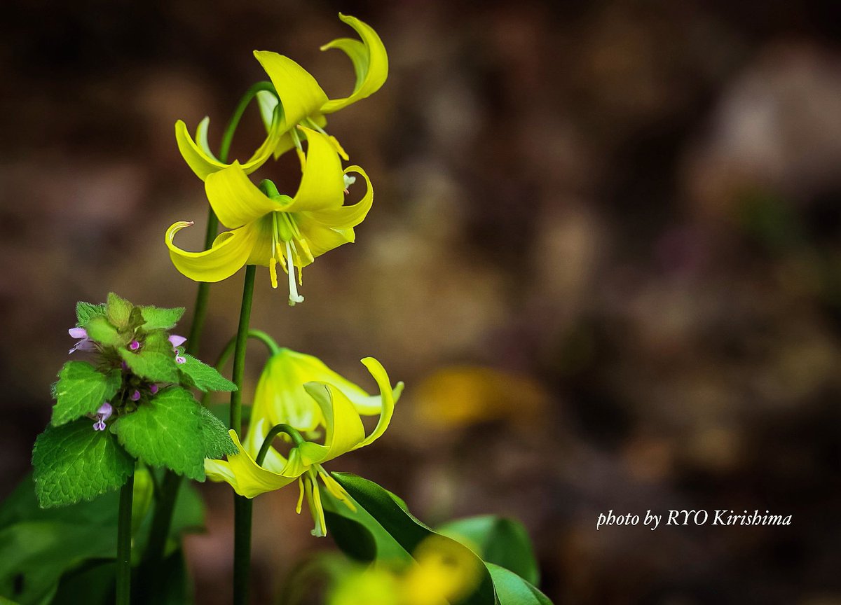 下向きに低く咲く花を撮ると、がっつり膝をやられる……。
この日は始終、膝痛でしんどかった😭

#北海道大学植物園 #キカタクリ #花 #カメラ散歩 #photo #flower #nature #写真撮ってる人と繋がりたい #花好きな人と繋がりたい #ファインダー越しの私の世界 #キリトリセカイ #ダレカニミセタイハナ