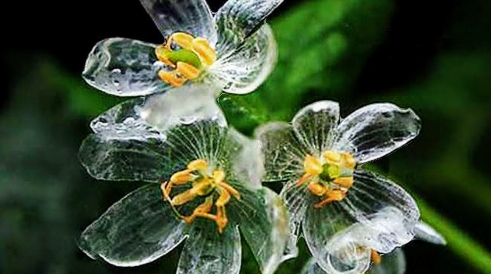 #AlphabetChallenge #WeekS for Skeleton Flower This flower turns transparent when it rains & reverts back to white when dry.🌧️🌀🌧️