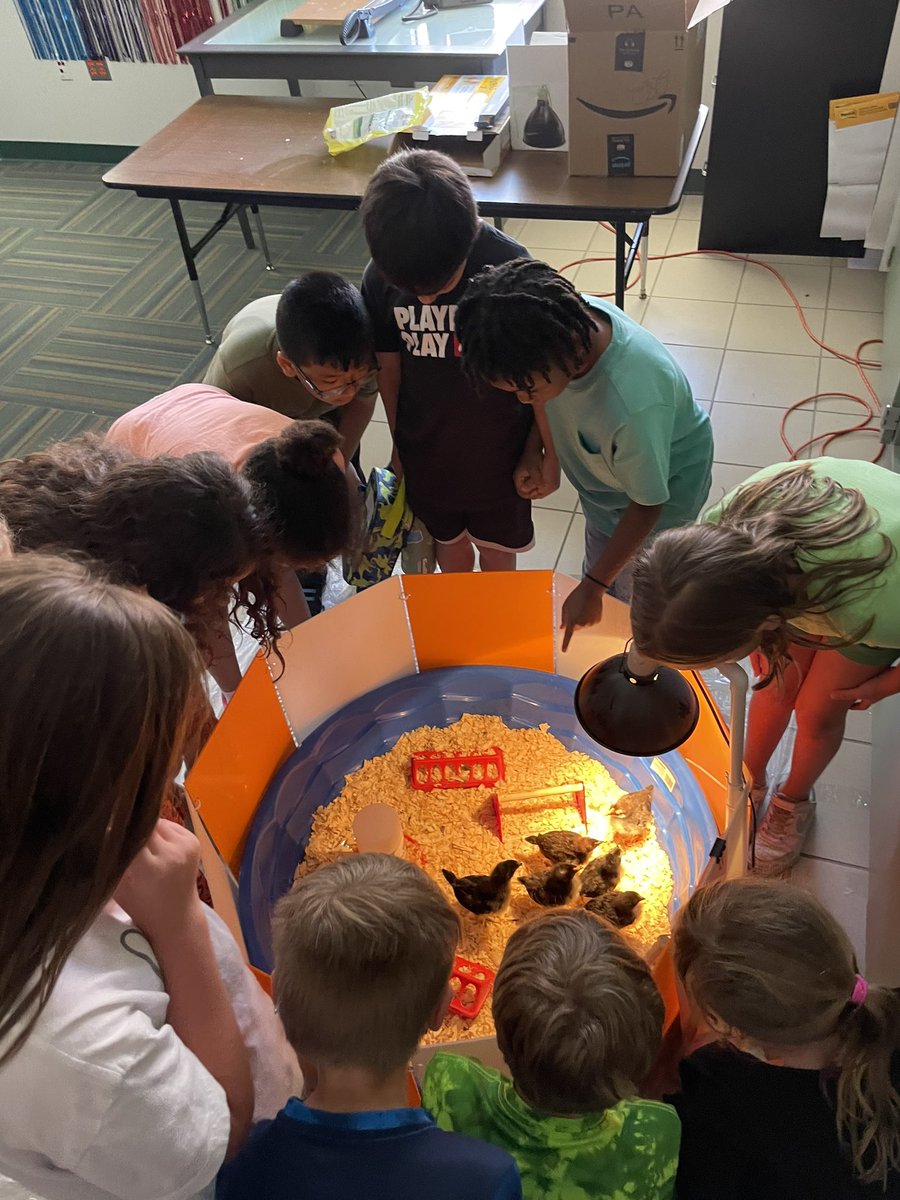 Nicole Williams ๐พ๐ (@polkadotsteach) on Twitter photo We visited some baby chicks on our way back from lunch today! Thank you <a href="/WSESWildcats/">WSES Elem School</a> 1๏ธโฃst grade for letting us visit! We visited some baby chicks on our way back from lunch today! Thank you <a href="/WSESWildcats/">WSES Elem School</a> 1๏ธโฃst grade for letting us visit!