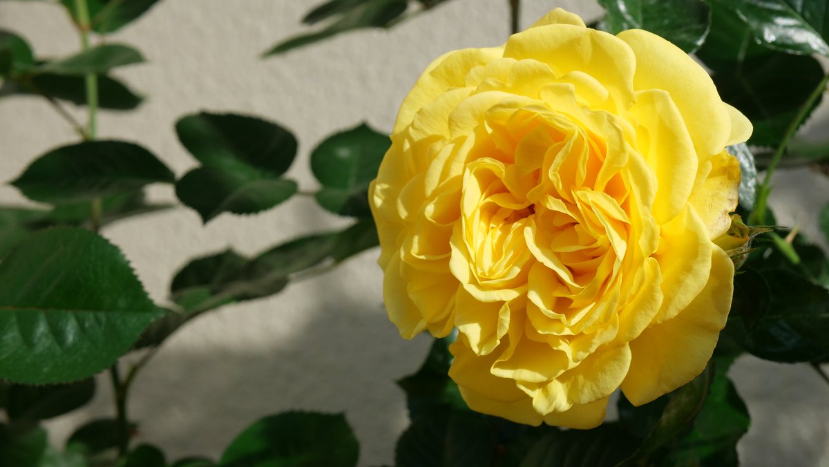 ichiro_matrix's tweet image. ・・
おはようございます
今朝の
『ポラリスアルファ』
今年になって
京成バラ園芸さんから通販しました
元気に咲いてくれて良かった
ティーの香りがしっかりとしていて
幹も強めで項垂れることがないのが
気に入ってます
(๑&apos;ᴗ&apos;๑)🌹
・・
#lumixg100d 
#PolarisAlpha
#🌹