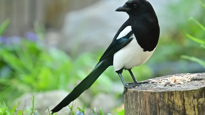 pulpliterature's tweet photo. Announcing the Longlist for the 2024 Magpie Award for Poetry!
https://t.co/UxZuIdWvOk

#literaryawards #writingawards #bookworm #bookish #booknerd #poetryaward #poetrycontest https://t.co/Rj4dvrf7Jx