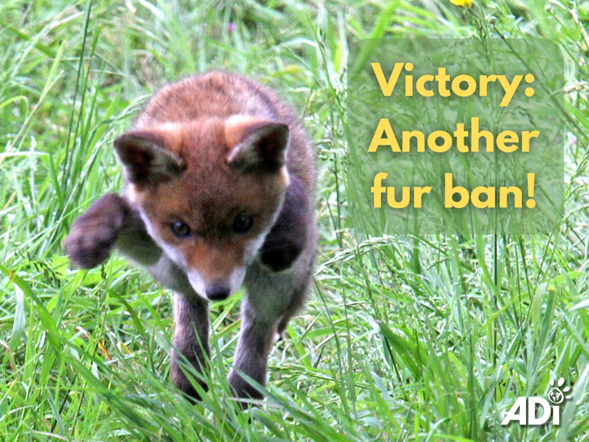 GREAT NEWS: Arlington, #Massachusetts has banned the sale of new fur, the 7th municipality to do so in the state. If you live in MA, please support bills to #banfur products statewide and also help ban mink fur farming nationwide in the US. bit.ly/stop-the-fur-t…