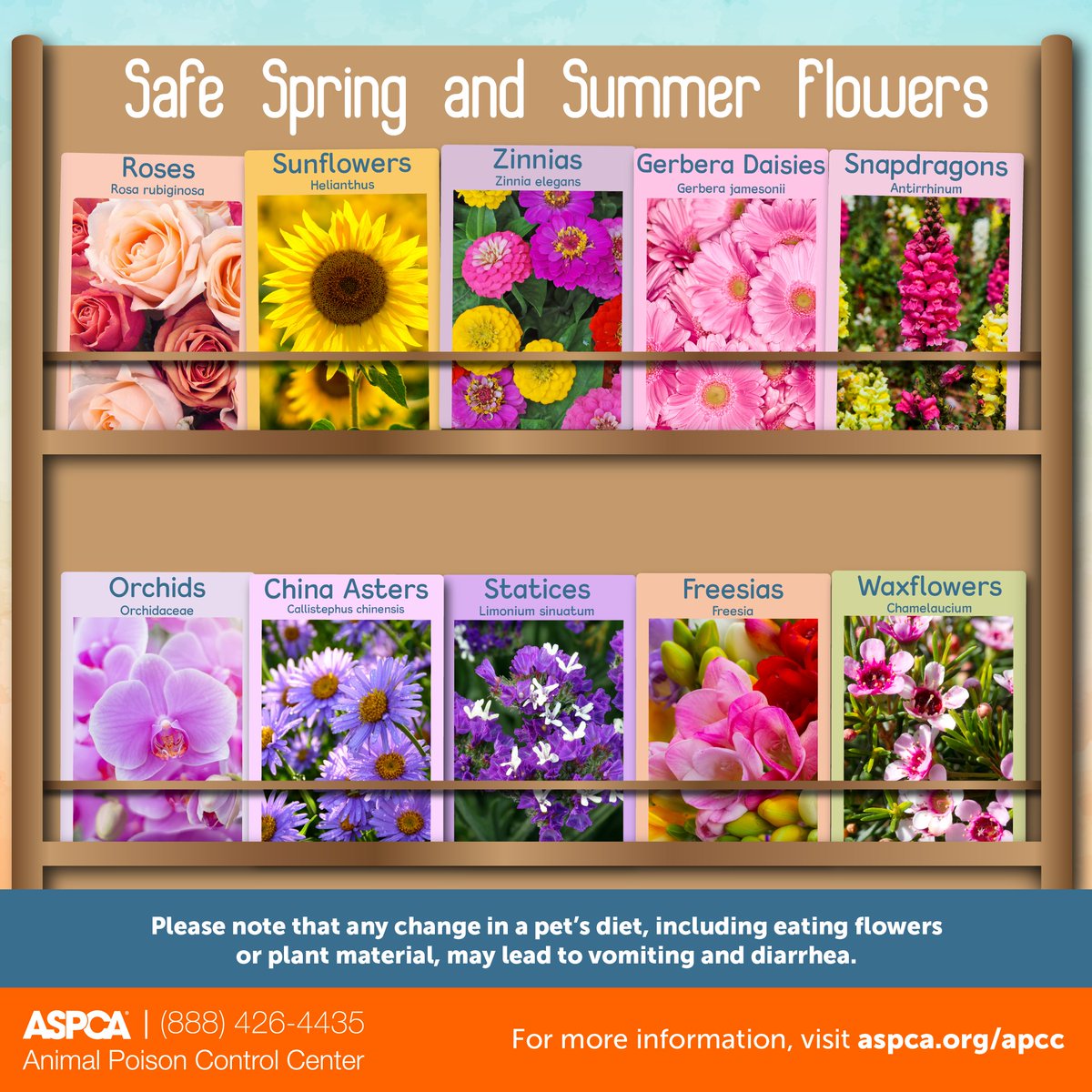 Spring is in full bloom. 🌻🌸 We know that flowers make perfect gifts. In preparation, check out this list of safe flowers from the @ASPCA Animal Poison Control Center. Share this with your community and help keep pets safe. #MothersDay #AnimalWelfare #PetSafety #ShareThis