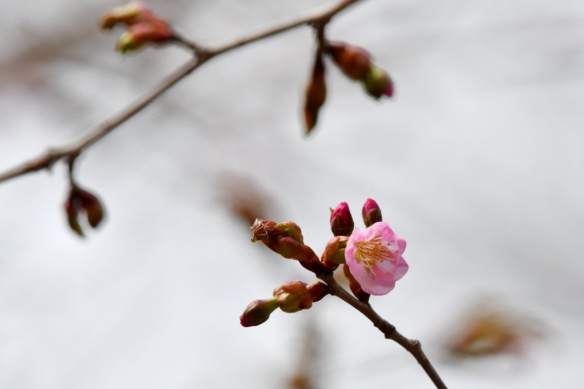 おはようございます
庭のヤマザクラ、朝見たら2輪咲いてました🌸
うちにも桜前線到着です
週末は暖かくなりそうなので一気ににぎやかになりそうです😊　＃サクラ　＃道東
