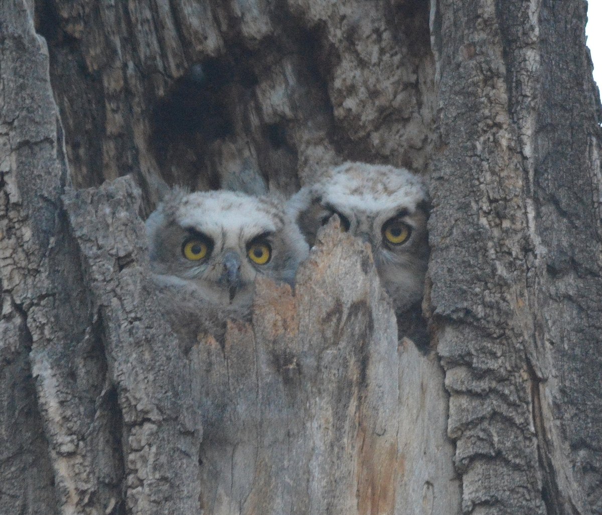 More precious moments with the owlets.
#owls #nature #preciousmoments