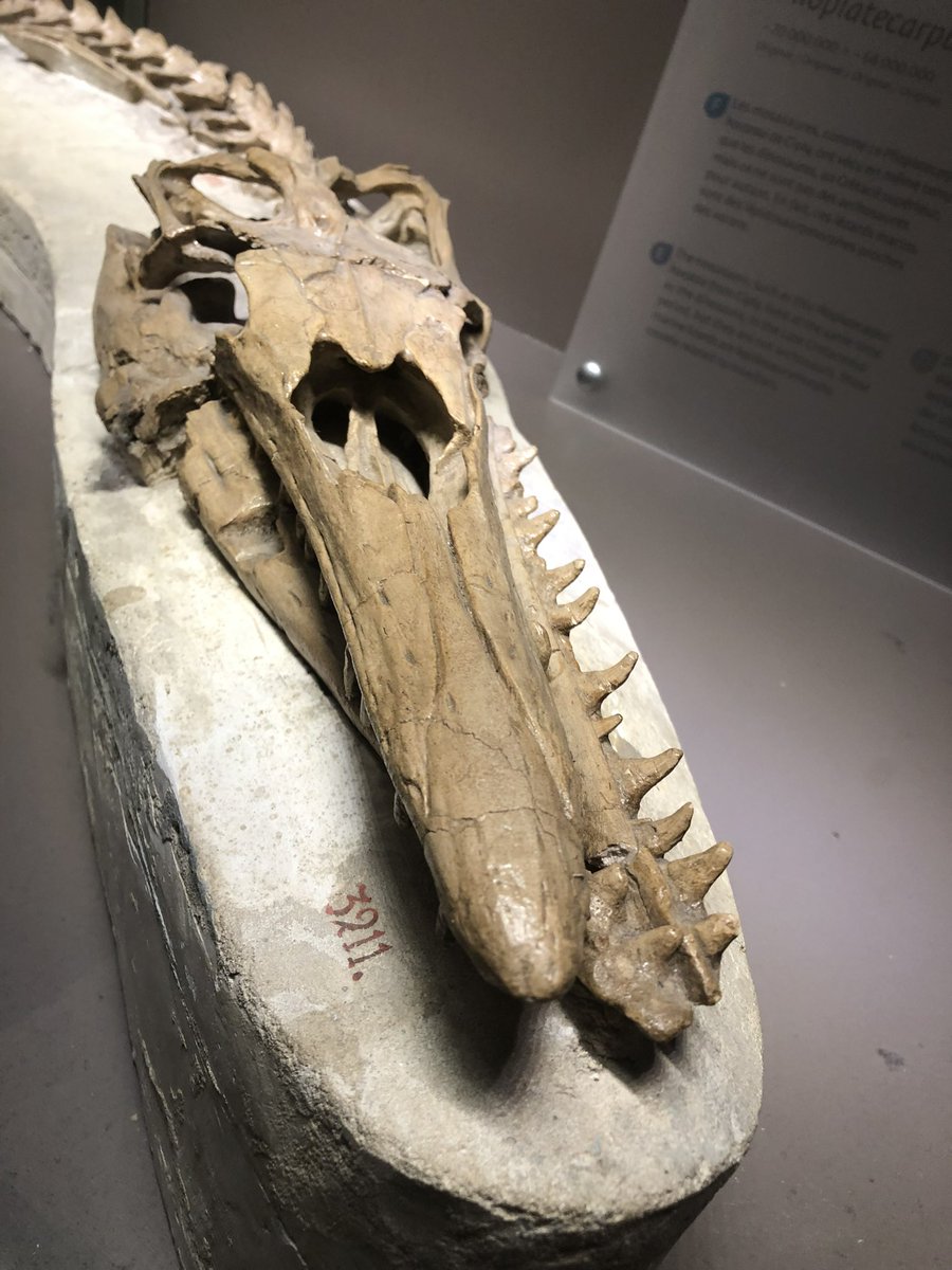 #FossilFriday The wonky snoot of this lil Mosasaurus lemonnieri