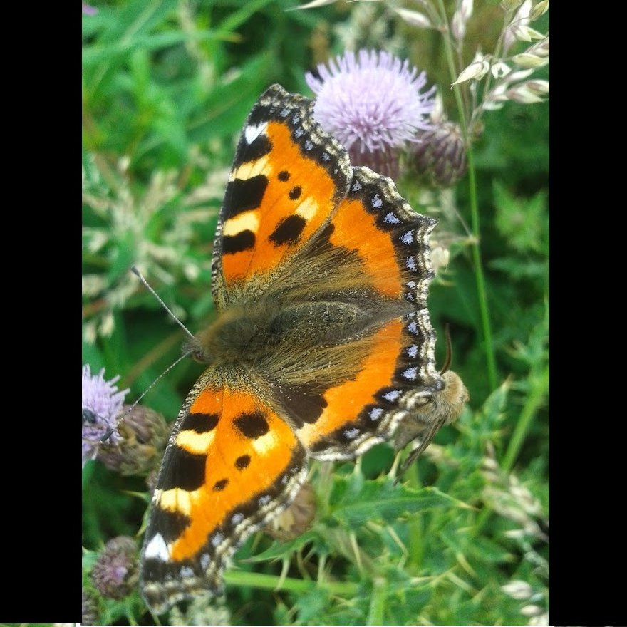On Sunday, Festival Walk. Flowers and Butterflies of Park Downs Meet at Holly Lane Car Park, Banstead Woods, 10:30am for a two hour ramble on Park Downs in the company of our expert guides. The walk is about 2 miles.