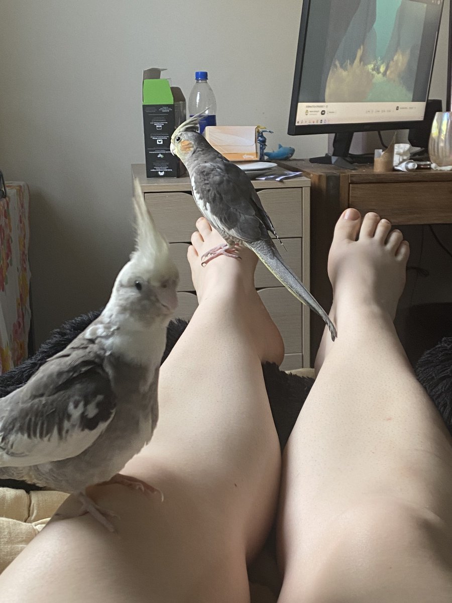 I’m like one of those people who takes a hundred photos a day of their infants, but with my birds