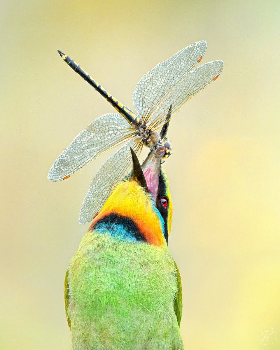 Happy #WorldMigratoryBirdDay! This year's theme is insects and the vital role they play 🐝🦋 The Rainbow Bee-eater migrates from Australia to Papua New Guinea and Indonesia each year and can eat hundreds of bees and insects a day! 📸Jan Vanmaele #WMBD2024