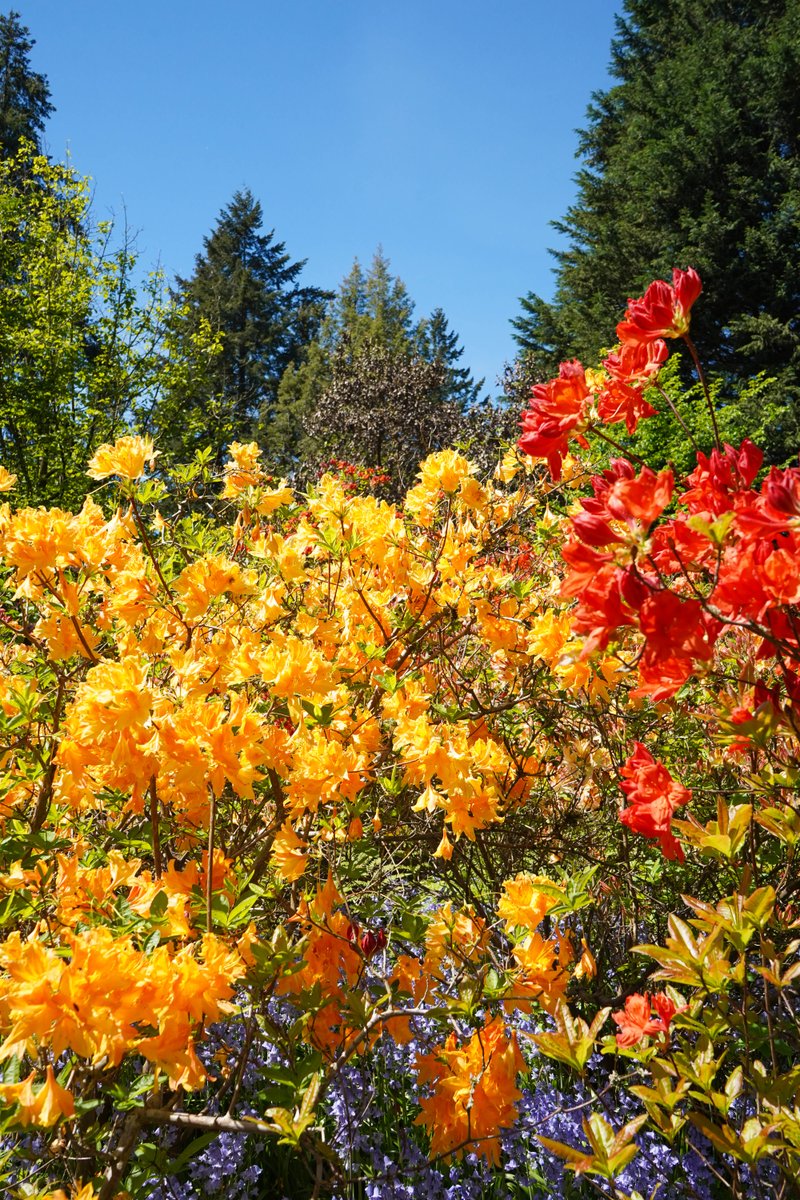 🌸The Garden is bursting with colour ahead of Mother’s Day weekend! Spot stunning blooms along the Rhododendron Walk and Azalea Trail, or stop by the Laburnum Walk which has just started to bloom. Book your tickets online in advance to save: vandusengarden.ca