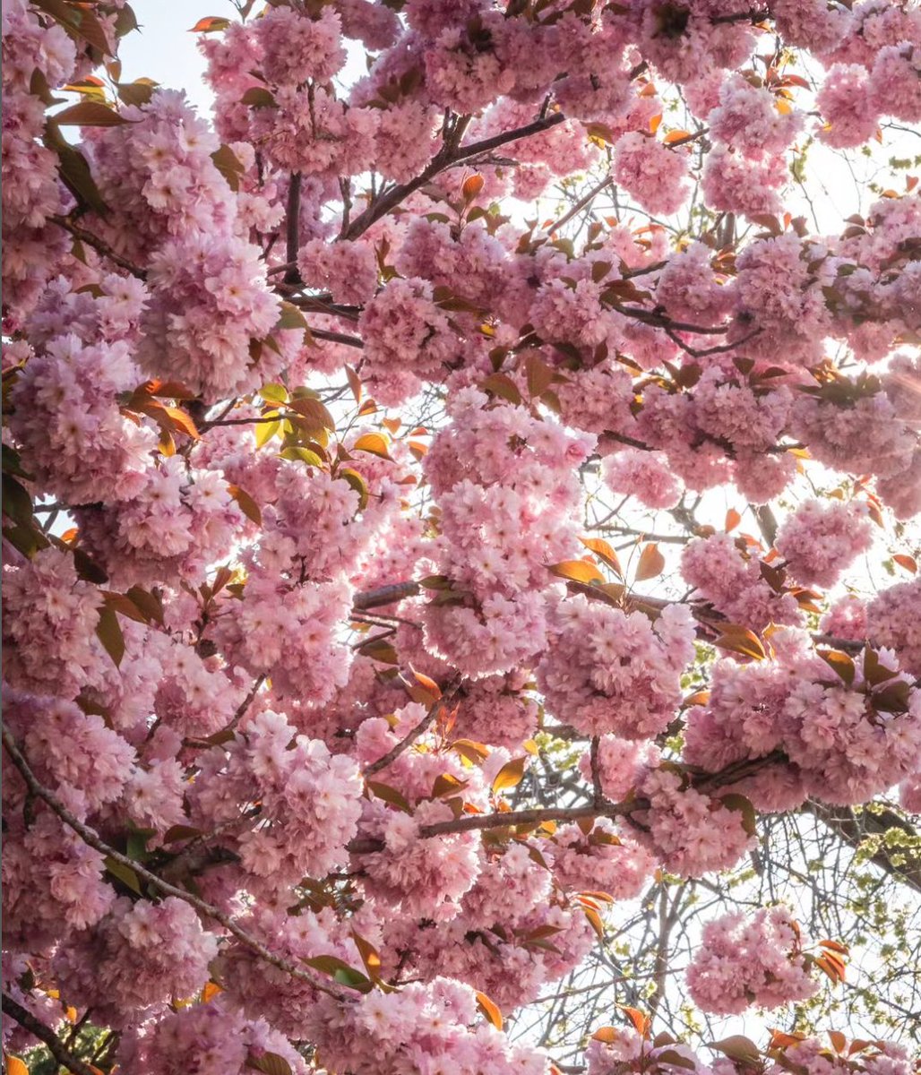 We wish it could be #FlowerFriday all week long! 🌸 What are your favorite blooms in Prospect Park? Let us know + visit Prospect Park Alliance’s Spring Bloom Guide to learn more about what’s blooming in Prospect Park + where: prospectpark.org/springblooms