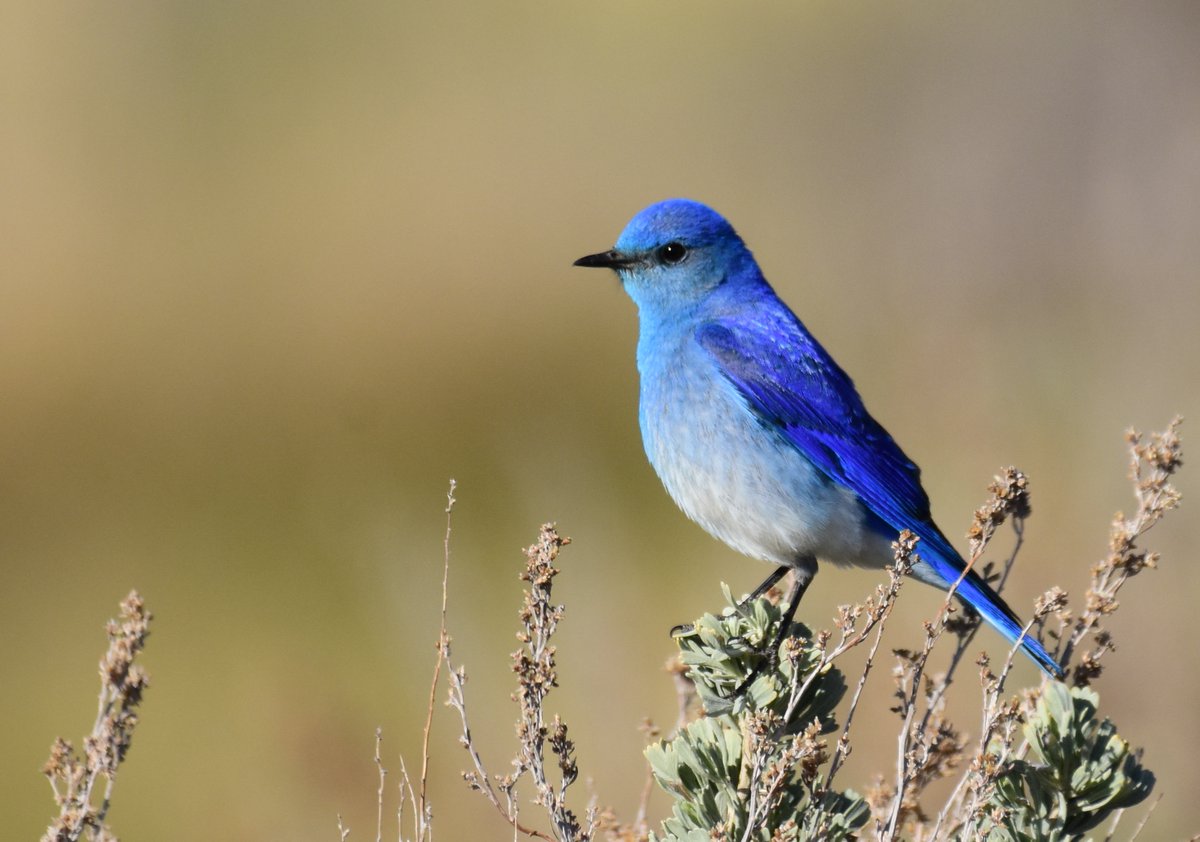 おはようございます🌄

5月11日  #おは戦60511 🍩ef

今日は🕊️世界渡り鳥の日（World Migratory Bird Day）
(世界渡り鳥デー：5月と10月の第2土曜日)

渡り鳥とその生息地を世界的規模で保全していくための普及啓発キャンペーン🐦

土曜日も皆様よろしくお願いします♪